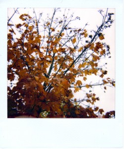 Autumn is coming